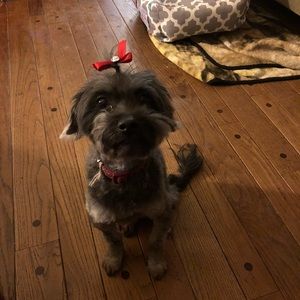 Meet your Posher, Sheba